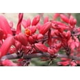 thumbnail image 2 of 25 RED YUCCA Hesperaloe Parviflora aka Hummingbird, Coral, & Texas Yucca Flower Seeds, 2 of 10