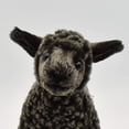 thumbnail image 4 of Hansa 7" Black Little Lamb, 4 of 7