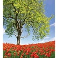 thumbnail image 3 of Poppy Flower Duvet Cover Set, Landscape of Blooming Poppies on Field Majestic Tree Rural Terrain Habitat, Decorative 3 Piece Bedding Set with 2 Pillow Shams, Calking Size, Green Red Blue, by Ambesonne, 3 of 3