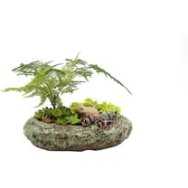 Cotta Planters Shallow Succulent Bonsai Planter Pot, Ceramic with Patina Glaze