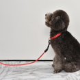 thumbnail image 3 of Correa larga LED para perro, correa y correa para cachorro recargable USB, cuerda de para mascotas, luz para cachorro, regalos de cumpleaños - Rojo S Sunnimix Correa de cuerda de tracción para perros, 3 of 8
