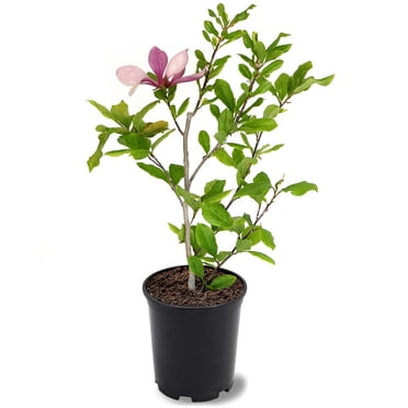 Expert Gardener 1-1.5 ft tall Alexandrina Japanese Magnolia Live Tree in 1-Gallon Grower Pot