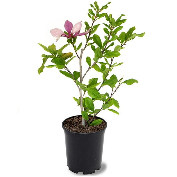 Expert Gardener 12-18 in. tall Alexandrina Japanese Magnolia Live Tree in 1-Gallon Grower Pot