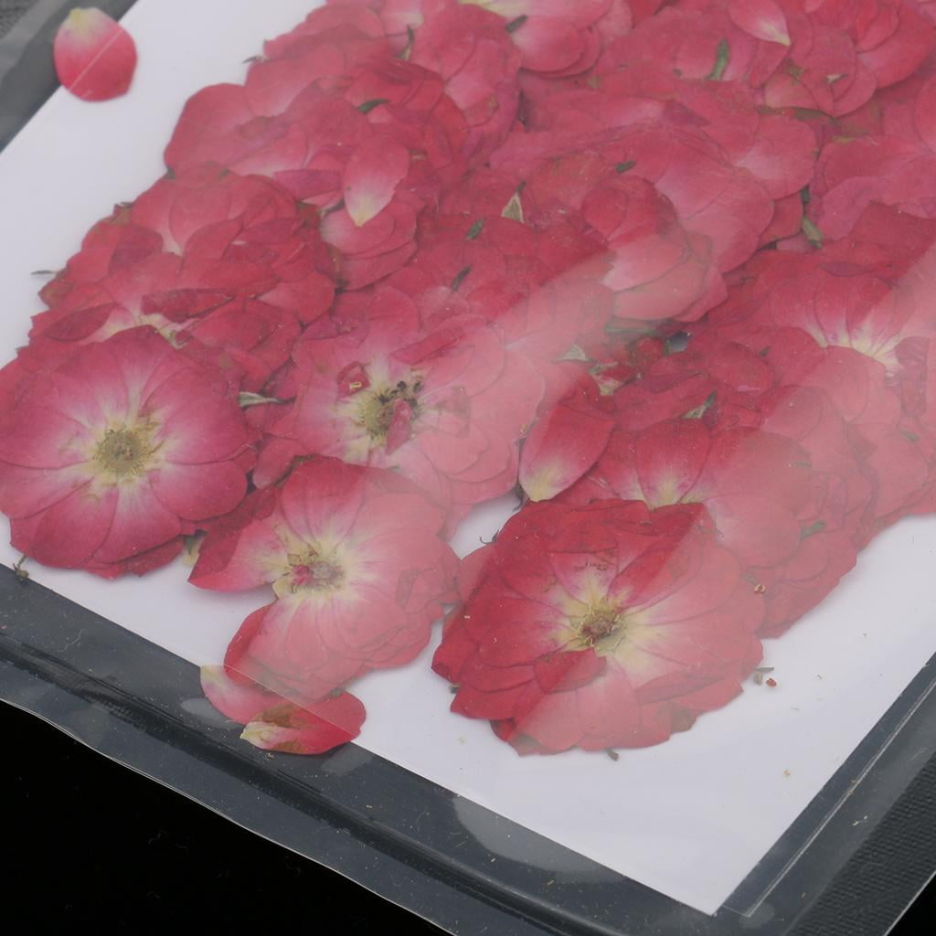 GUOOL 4-35pack 50pcs Beautiful Pressed Rose Flower Dried Flowers for 4 Pcs