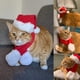 thumbnail image 5 of Mascota gato perro sombrero tocado bufanda chal, 5 of 5