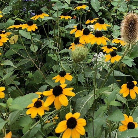Browneyed Susan Seeds (Rudbeckia triloba) 1000 Seeds (0.5 grams)
