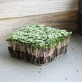 thumbnail image 5 of Organic Spicy Salad Mix Microgreens Seeds: 8.5 Gram Packet - Non-GMO Micro Greens Seed Blend: Broccoli, Kale, Mustard, Cabbage, Arugula, Mustard, More, 5 of 5