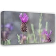 thumbnail image 1 of Dana Styber 24x17 Gallery Wrapped Canvas Wall Art Titled - Lavender Bud II, 1 of 4