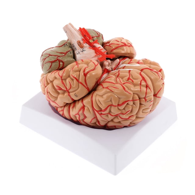 Modelo anatómico WICHEMI: cerebro humano en 8 partes, tamaño natural