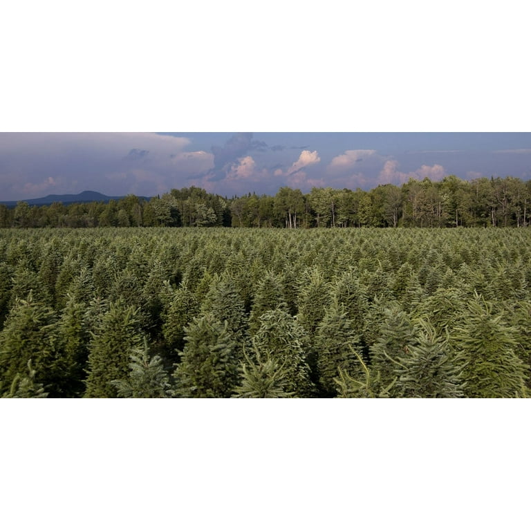 Real Christmas Trees Delivered 7 Foot Balsam-Fraser Fir Hybrid – Christmas  Trees In The Mail