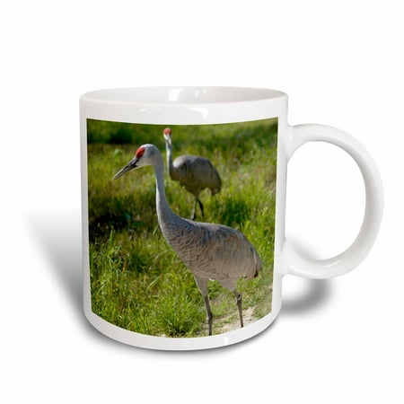 3dRose Sandhill Crane birds Nebraska - US26 GHA0062 - Gayle Harper, Ceramic Mug, 15-ounce