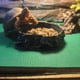 thumbnail image 3 of Tapis de sol absorbant, respirant, doux, lavable et réutilisable pour reptiles, serpents, lézards, tortues, 100 x 40 cm, 3 of 4