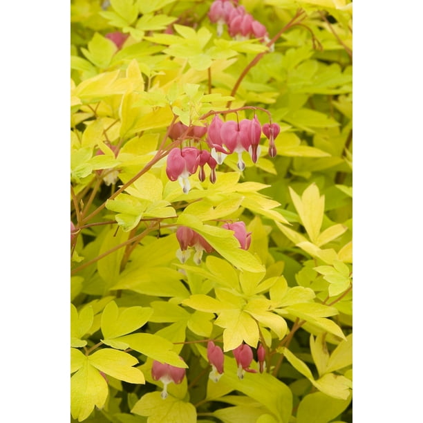 Gold Heart Bleeding Heart Dicentra Shade Live Plant Gallon Pot