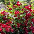 thumbnail image 3 of Van Zyverden Weigela Maroon Swoon® 4" Potted Rocketliners 3 Plants Red Full Sun Easy to Grow 3 lbs, 3 of 8