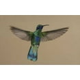 thumbnail image 2 of Morris, Arthur 14x10 Gold Ornate Wood Framed with Double Matting Museum Art Print Titled - Ecuador Sparkling violet-ear hummingbird flying, 2 of 4
