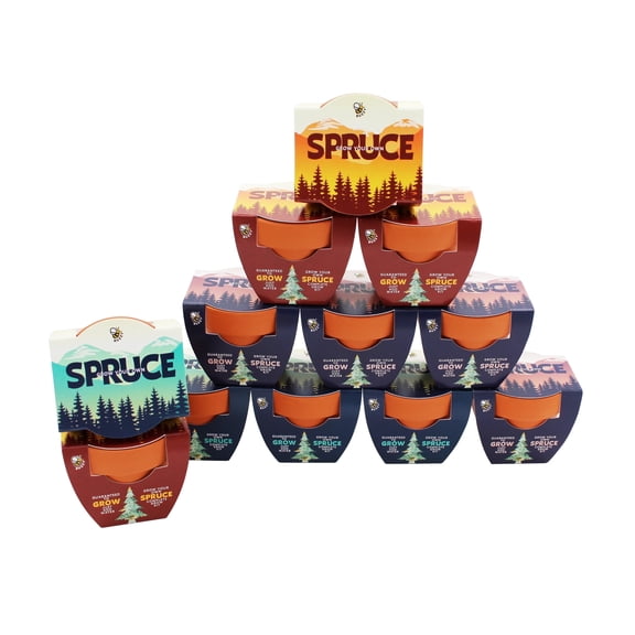 Holiday Spruce Mini Terracotta Pots with seeds 12-Pack