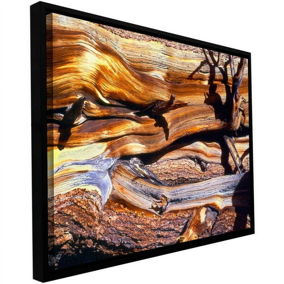 ArtWall Dean Uhlinger "Ancient Bristlecone" Floater Framed Gallery-Wrapped Canvas
