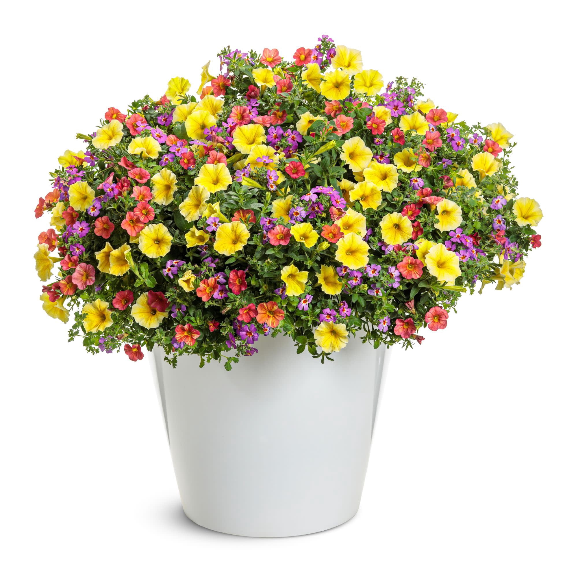 Proven Winners 4" Purple Safari Dusk South African Phlox Live Plant in 4.25" Pot (4 Count)