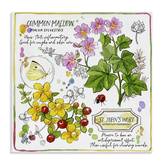 Stupell Industries Wild Herbs Benefits Plants & Flowers Painting Wrapped Canvas Art Print Wall Art, 17 x 17