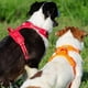 thumbnail image 4 of Truelove Pet Dog Harness Breathable Mesh Padded Outdoor Sport No Pull Vest Adjustable Harness For Medium Large Dog Accessories, 4 of 5