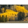 thumbnail image 2 of Jones, Adam 18x13 White Modern Wood Framed Museum Art Print Titled - Autumn view of willows along shoreline of Two Ocean Lake-Grand Teton National Park-Wyoming, 2 of 4