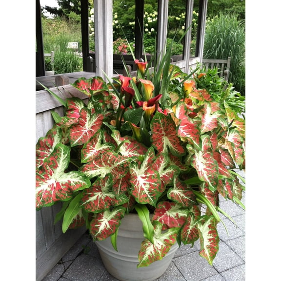Blue Buddha Farm: Dawn to Dusk Caladium (2 Bulbs) - Easy to Grow Indoor or Outdoor Perennial Plant