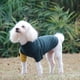 thumbnail image 2 of Ganfancp Primavera Camiseta Elástica para Mascotas Ropa para Perros con Nuevo Estilo Ofertas Del Día Sólo En Línea 1X Camiseta para Mascotas, 2 of 4