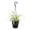 Black, variant on Live  Variegated Spider Plant - Pet Safe - 4" Full Hanging Pot