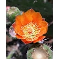 thumbnail image 2 of 10 Seeds Orange PRICKLY PEAR CACTUS Indian Fig Opuntia Ficus-Indica Fruit Flower Seeds, 2 of 11