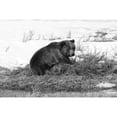 thumbnail image 2 of Peaco, Jim 18x13 Black Modern Framed Museum Art Print Titled - Grizzly Bear at Blacktail Pond, Yellowstone National Park, 2 of 4