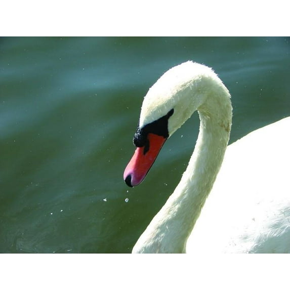 Viar Swan Glossy Poster