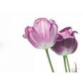 thumbnail image 2 of Aledanda 14x12 White Modern Wood Framed Museum Art Print Titled - Tulip Time I, 2 of 4