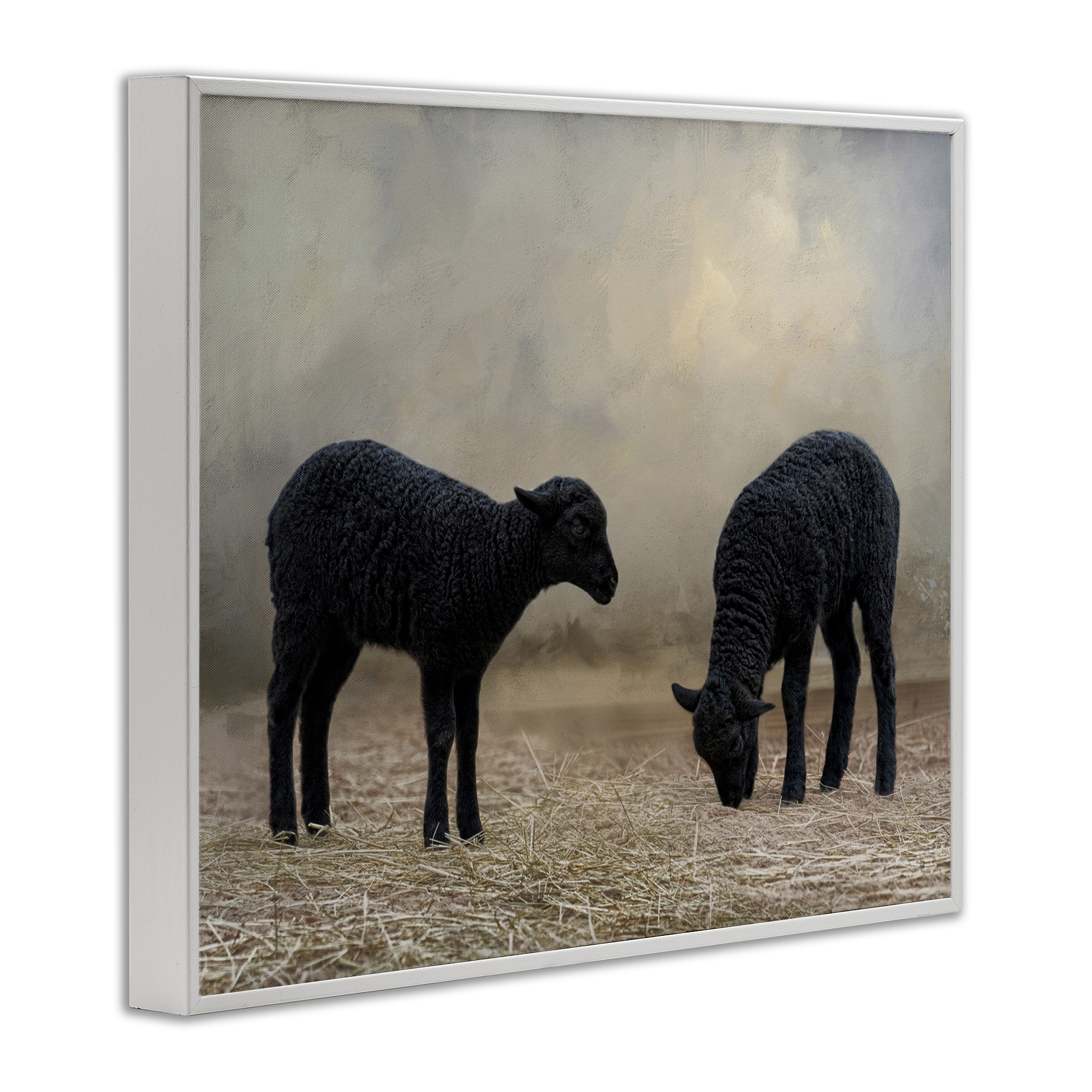 Stupell Industries Black Sheep Grazing Animals & Insects Photography White Framed Art Print Wall Art, 14 x 11