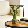 thumbnail image 6 of Tree Bark Stump Planter Rustic Succulent Pot Farmhouse Flower Pot For Indoor Outdoor Garden Use, 6 of 8