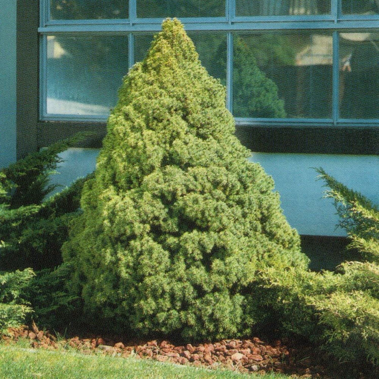 Expert Gardener Flowerwood Spruce Live Shrubs, Deer-Resistant