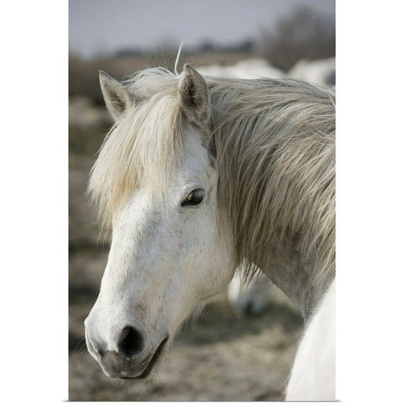 Great BIG Canvas | Rolled Scott Stulberg Poster Print entitled Close up of a Camargue horse, Arles, France