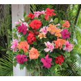 thumbnail image 1 of 100+ Mixed Hibiscus s Flowers Perennial Flower, 1 of 2