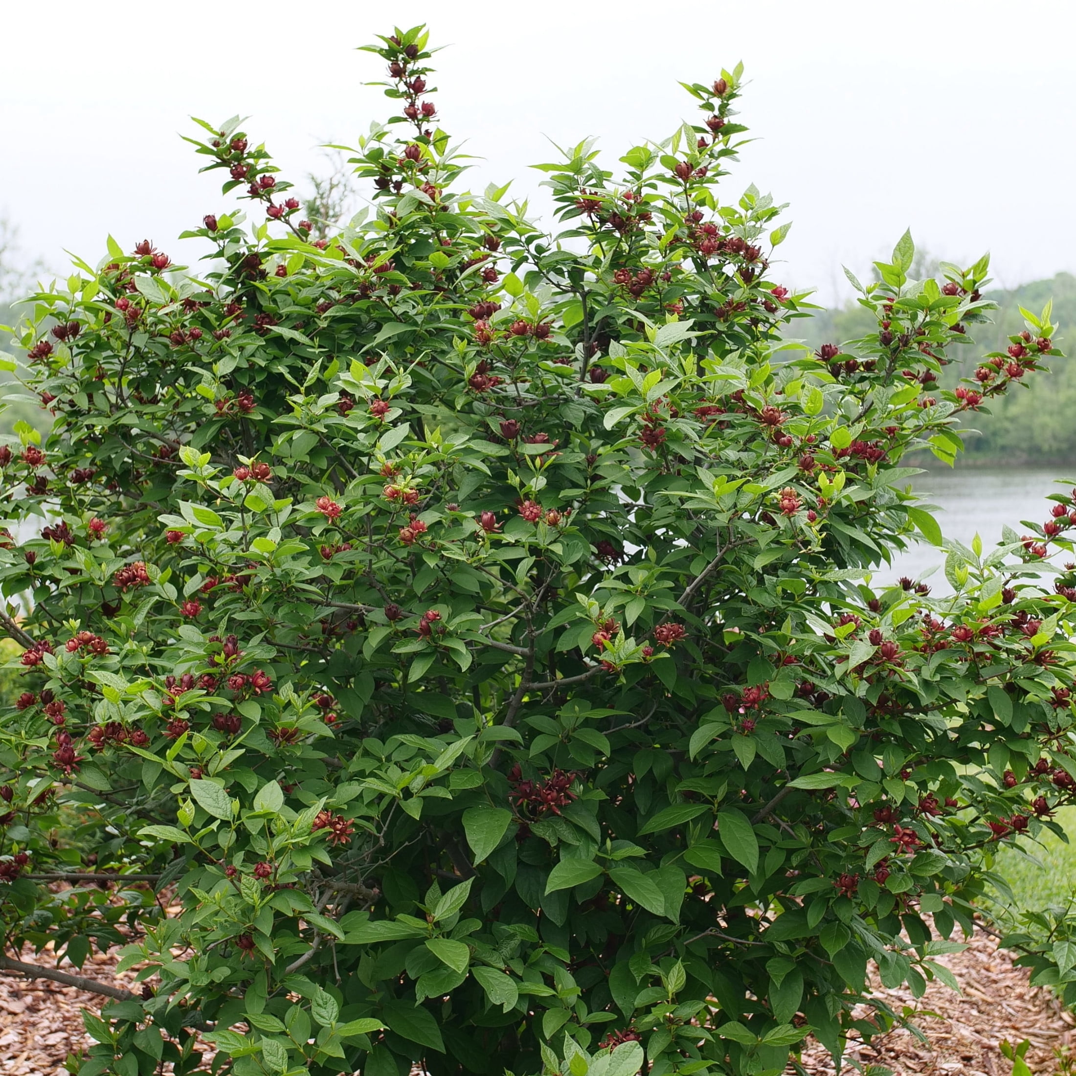 Proven Winners ColorChoice 5" Red Simply Scentsational Sweetshrub Live Plant in 4.5" Pot (4 Count)