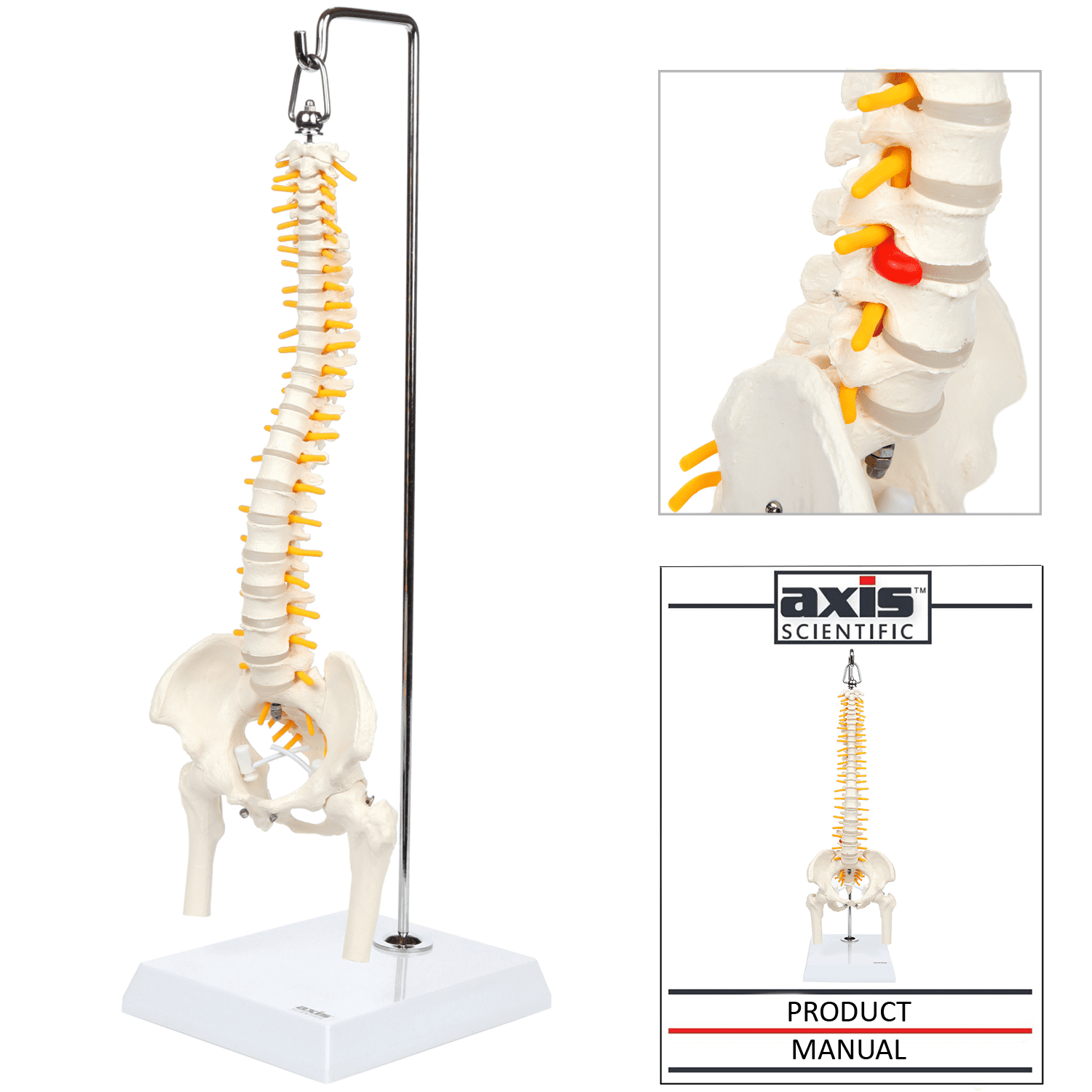 Flexible Spine Caudal Vertebra Anatomical Model with Spinal Nerves for Science Classroom Teaching Spine Anatomical Model Vertebral Column Model 