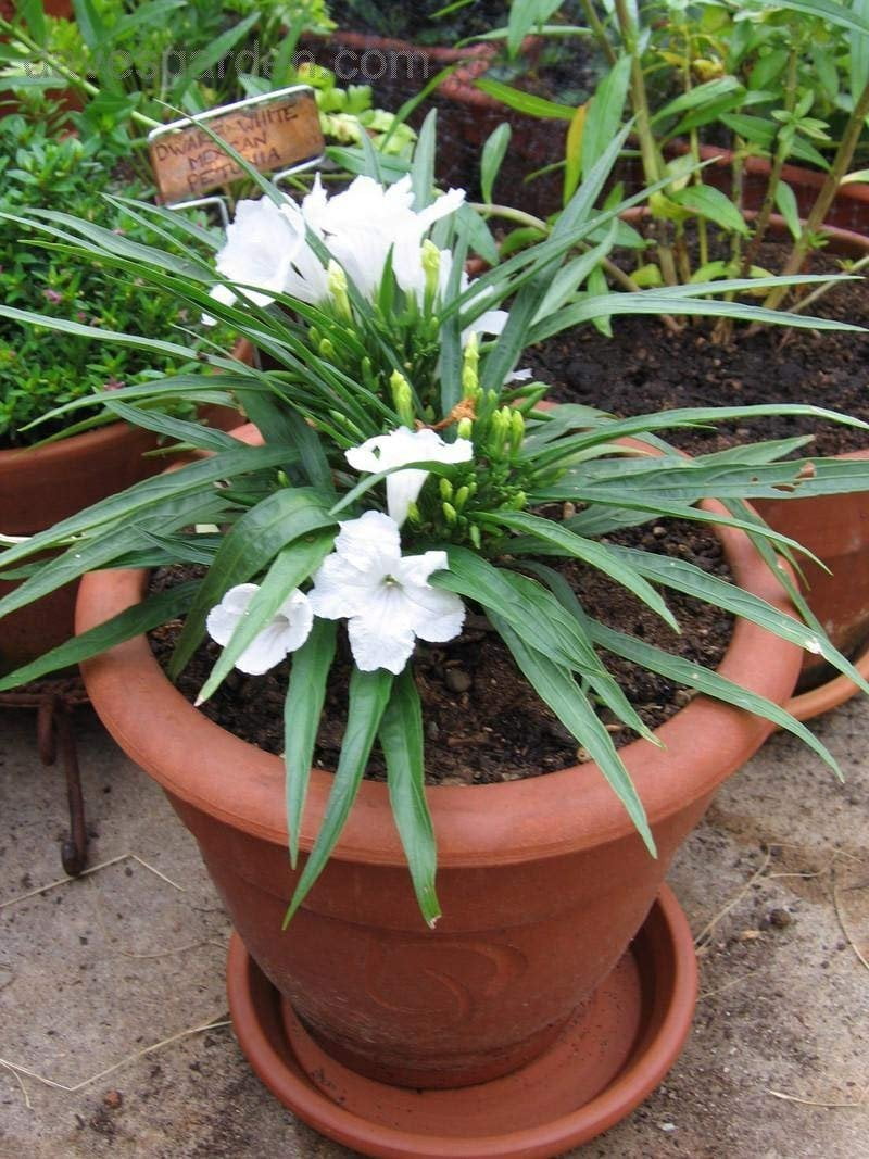 Dwarf Mexican Petunia White  Katie's Dwarf Ruellia Brittoniana  3 Live Plants  Drought Tolerant Blooming Butterfly Bush