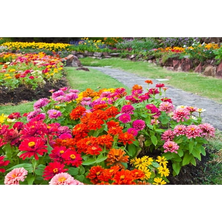 150 DWARF THUMBELINA ZINNIA Elegans Mixed Colors Flower Seeds