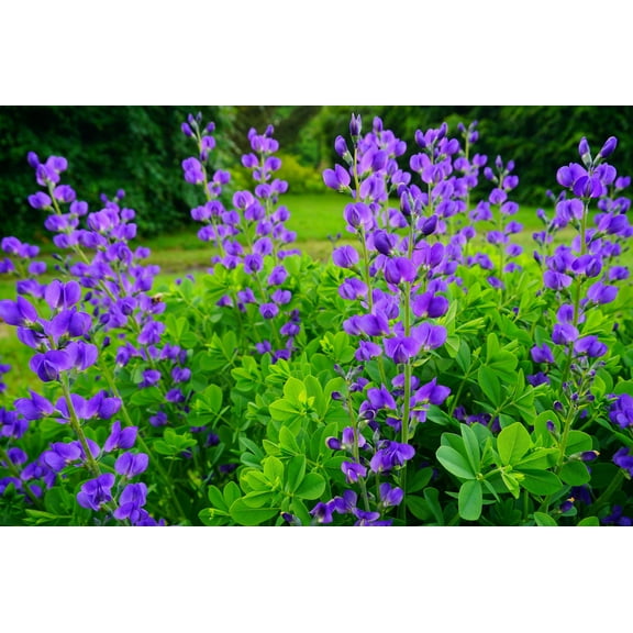 50 BLUE WILD INDIGO (False Indigo) Baptisia Australis Flower Seeds