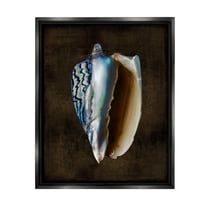 Stupell Industries Dark Conch Shell Nature Painting Black Floater Framed Canvas Art Print Wall Art, 17 x 21