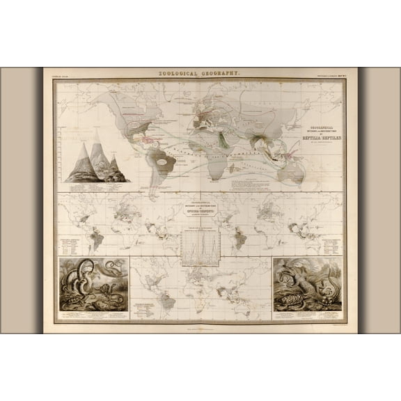 24"x36" Gallery Poster, world map of reptiles and snakes 1848