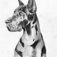 thumbnail image 2 of Wang, Melissa 15x15 White Modern Wood Framed Museum Art Print Titled - Great Dane Portrait I, 2 of 4