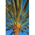 thumbnail image 2 of Bibikow, Walter 13x18 Gold Ornate Wood Framed with Double Matting Museum Art Print Titled - Canary Islands-Fuerteventura Island-Morro Jable-Playa del Matorral beach-palm tree, 2 of 4