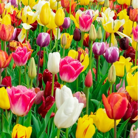 25 Mixed Tulip Bulbs – Easy-to-Grow Assorted Tulips for Spring Color – Perfect for Beds, Borders & Containers