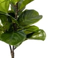 thumbnail image 2 of Vickerman 27" Green Fiddle Leaf Plant in Black Pot., 2 of 3