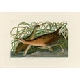 thumbnail image 2 of Audubon, John James 14x11 Black Ornate Wood Framed with Double Matting Museum Art Print Titled - Fresh Water Marsh Hen, 2 of 4