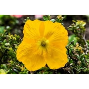 20 Seeds Yellow WELSH POPPY Meconopsis Papaver Cambricum Perennial Shade Flower Seeds